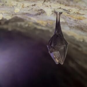 Surto do vírus Nipah põe Índia em alerta e preocupa autoridades da Ásia