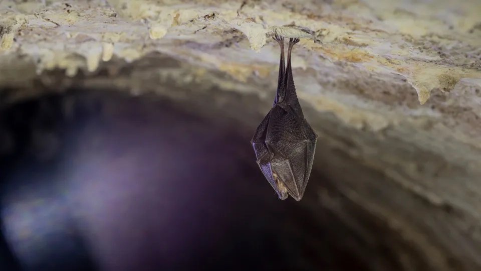 Surto do vírus Nipah põe Índia em alerta e preocupa autoridades da Ásia