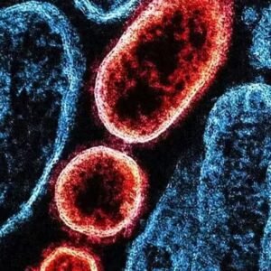 Há risco de um surto maior do Nipah, vírus sem vacina e com taxa de mortalidade de até 75%?