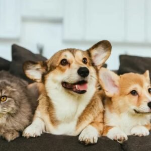 Estatuto dos Cães e Gatos prevê penas para quem maltratar animais