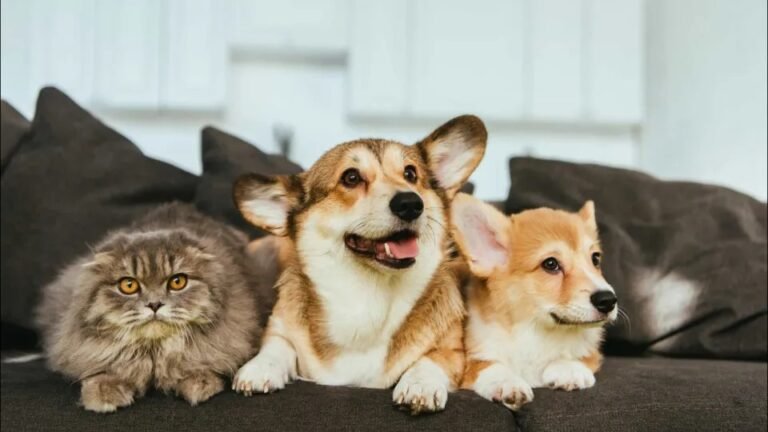 Cães e Gatos