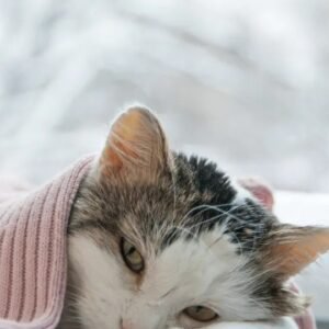 Mulher é presa após arremessar gata do 12º andar de prédio em Curitiba