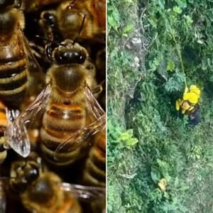 Homem se joga de precipício de quase 90 metros para escapar de ataque de abelhas