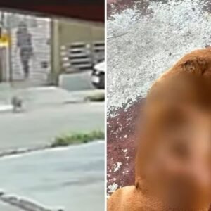 Moradores se revoltam após cão comunitário ser queimado com líquido quente: ‘Todo mundo cuidava dele’