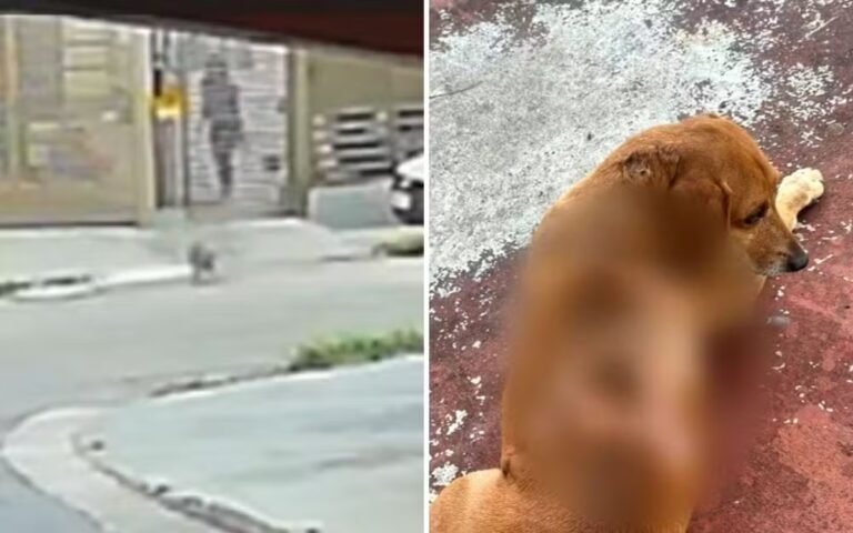 Cão