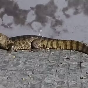 Jacaré é capturado após circular por ruas de Fagundes, no Agreste da Paraíba