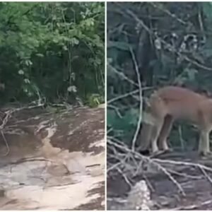 Homem fica ‘cara a cara’ com onça-parda durante caminhada em área de mata, no Ceará