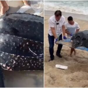 Tartaruga marinha da maior espécie do planeta é resgatada em praia no Ceará