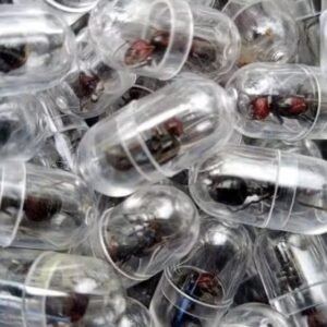 Uma formiga por mais de R$ 1 mil: a nova fronteira do tráfico de vida selvagem