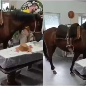 Égua que relinchou ao ver tutor em caixão foi levada ao velório a pedido da filha dele: ‘Muito emocionante’