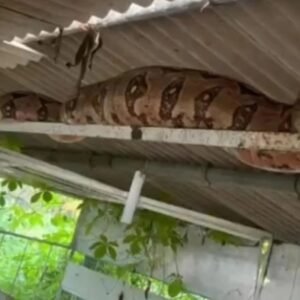 Jiboia de 3 metros é encontrada em granja na zona rural de Itaporanga