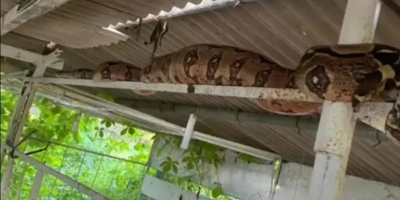 Jiboia de 3 metros é encontrada em granja na zona rural de Itaporanga
