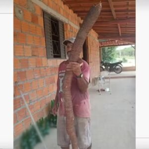Macaxeira de cerca de 3 metros é quase duas vezes maior que agricultor que a colheu no Piauí