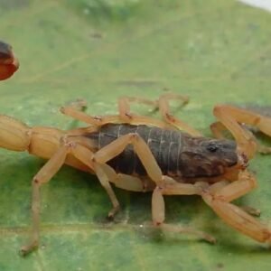 Primeira morte do ano por picada de escorpião acende alerta