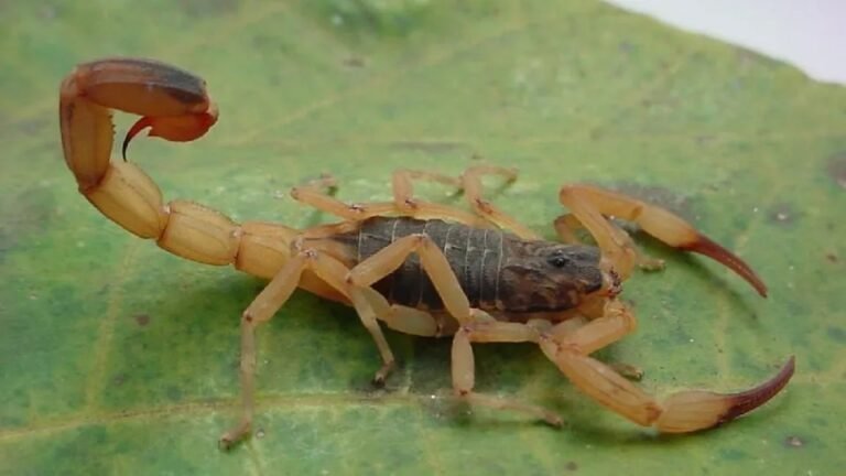 Escorpião