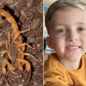 Pai vê falha em atendimento ao filho morto após picada de escorpião: ‘Gritava de dor’