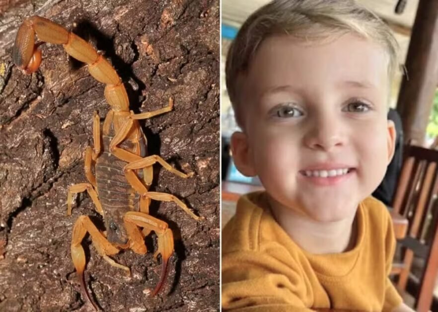 Pai vê falha em atendimento ao filho morto após picada de escorpião: ‘Gritava de dor’