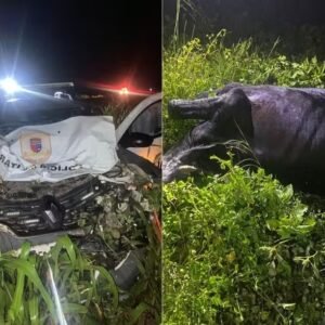 Viatura da PM atinge vaca e sai da pista na BR-405 no RN