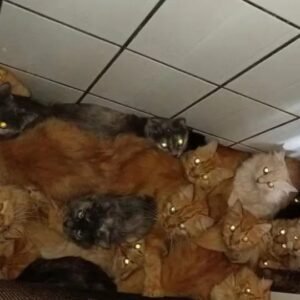 Mais de 400 gatos doentes são encontrados em apartamento