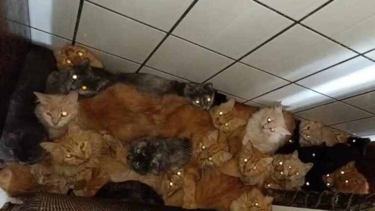 Gatos