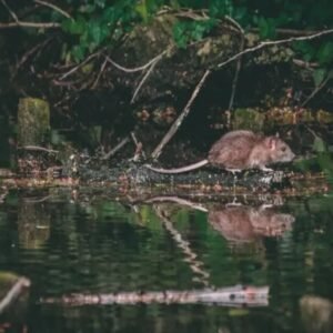 O que é hantavírus? Veja os sintomas após suspeita de surto em cruzeiro