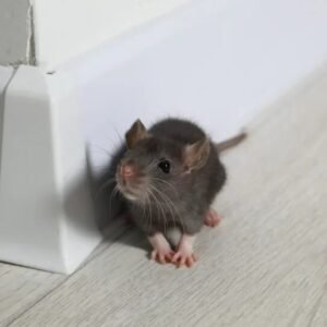 Todos os ratos são portadores de hantavírus? Os cuidados se ter em casa