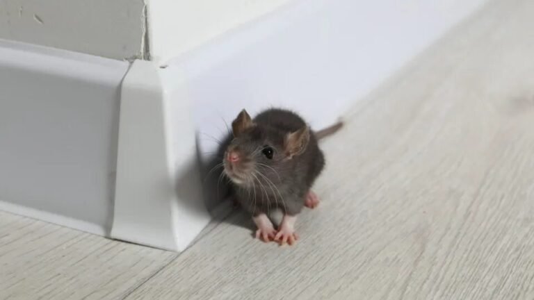Rato