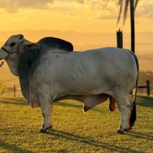 Dono do touro mais pesado do Brasil recusou proposta de R$ 500 mil e mira novo recorde