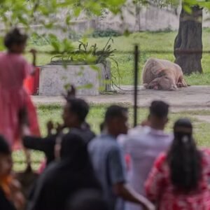 Búfalo batizado de Donald Trump atrai multidões ao zoológico de Bangladesh
