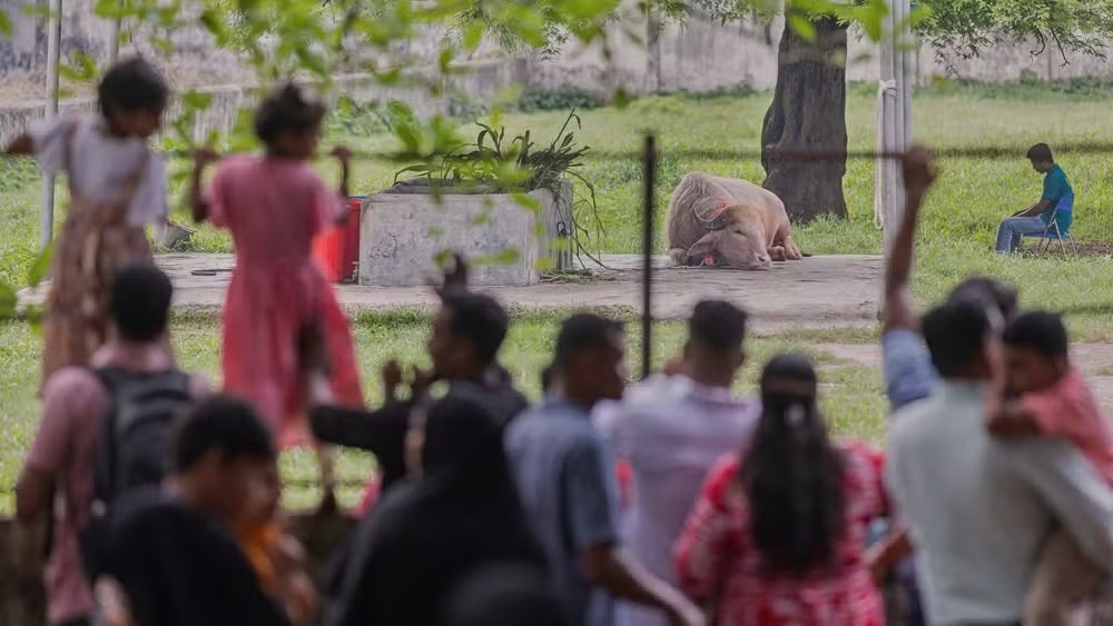 Búfalo batizado de Donald Trump atrai multidões ao zoológico de Bangladesh