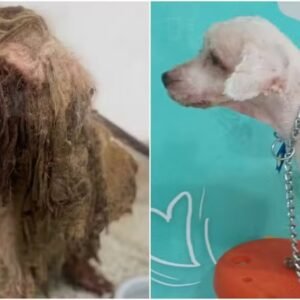 Cão resgatado com 3 kg de sujeira vence ação contra ex-tutora e deve receber indenização de R$ 7 mil