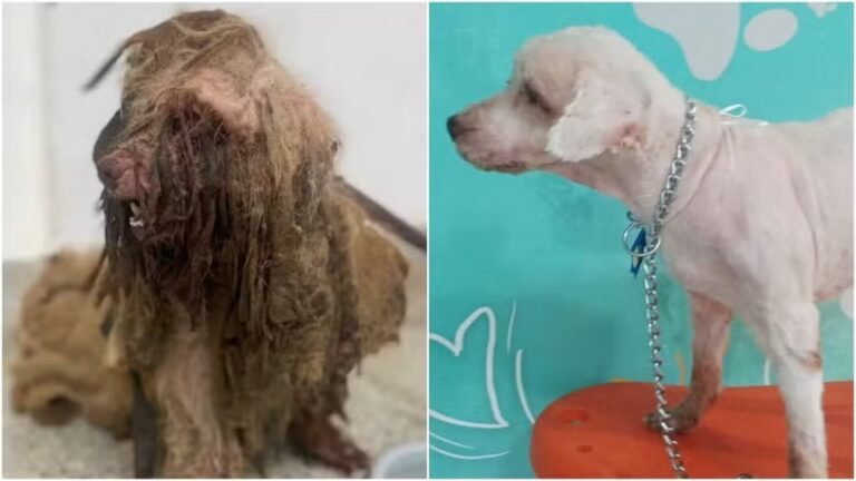Cão