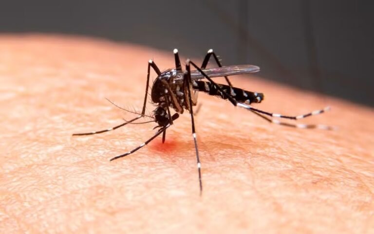 Mosquito