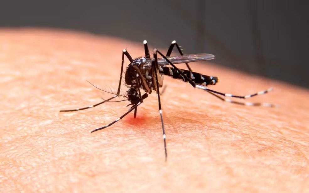 Mosquito