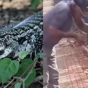 Trabalhador tenta dar água para lagarto e perde parte do dedo em ataque