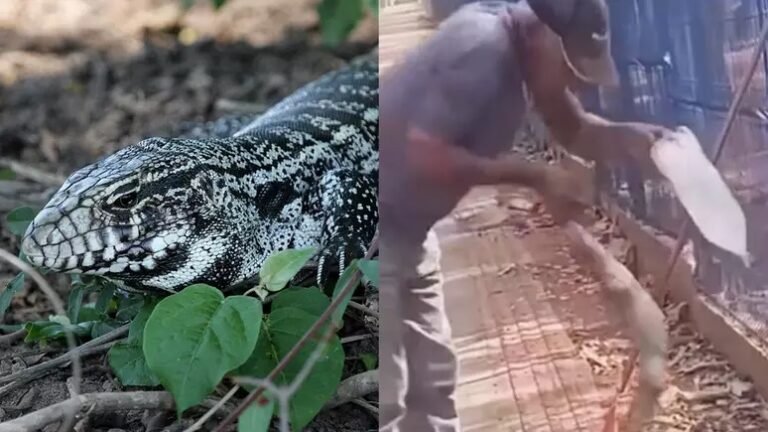 Lagarto