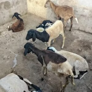 Ataque de cães deixa ovelhas mortas no Seridó