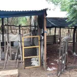Ataque de cães mata cerca de 150 frangos no interior do RN, diz produtor