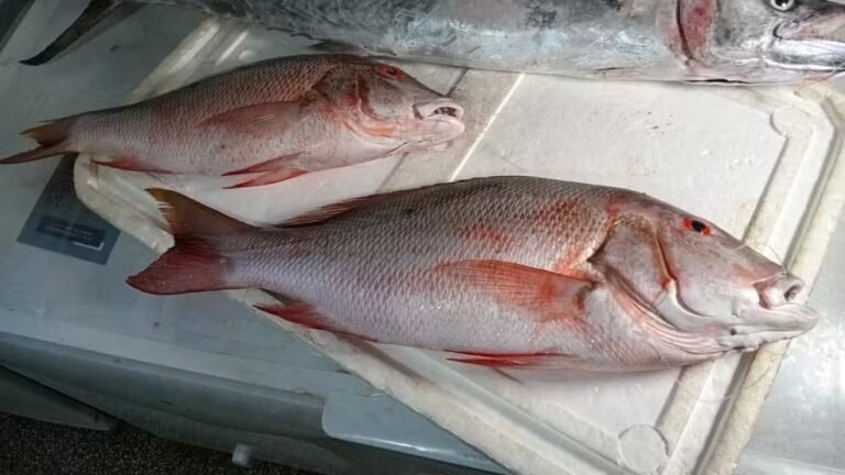Peixe