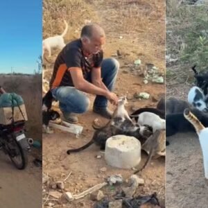 Empresário acorda há 10 anos às 4h para alimentar cerca de 200 animais abandonados
