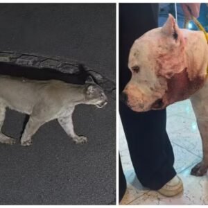 Onça ataca pitbull dentro de casa em condomínio na Zona Norte