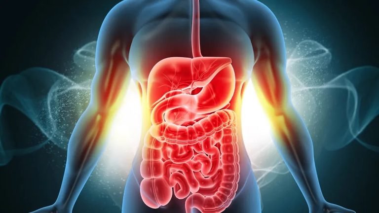 Intestino