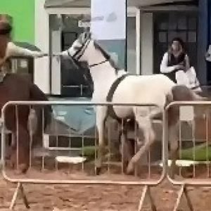 Cavalo desgovernado é controlado por menina de 12 anos no RS