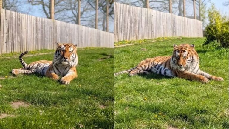 Tigre