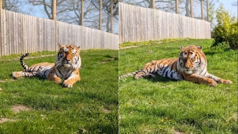 Tigre